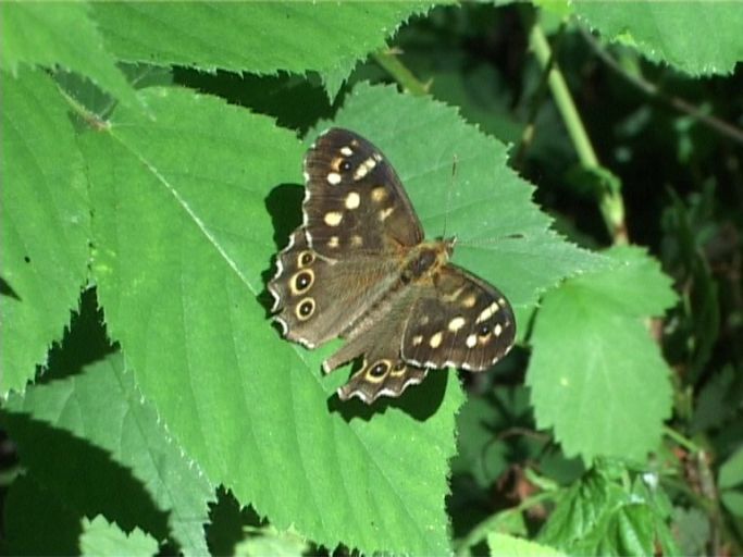 Waldbrettspiel ( Pararge aegera ), Männchen : Niederkrüchten, Elmpter Schwalmbruch, 10.07.2003